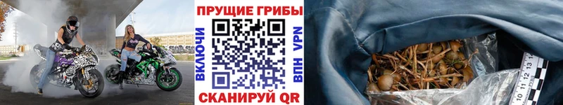Галлюциногенные грибы Psilocybine cubensis  MEGA как войти  Кубинка 